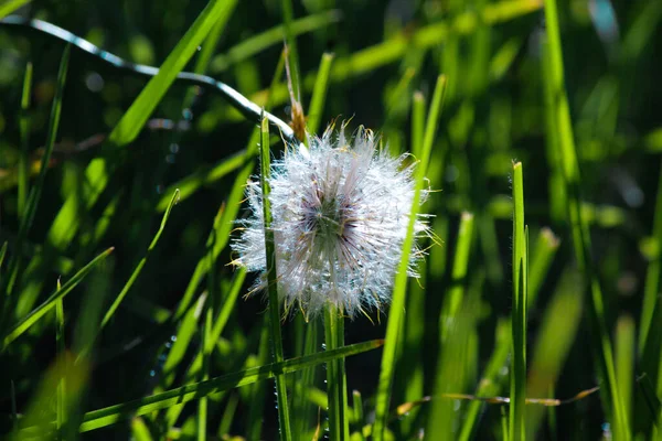 Closeup Shot Growing Dandelion Grasses Blurred Background — Photo