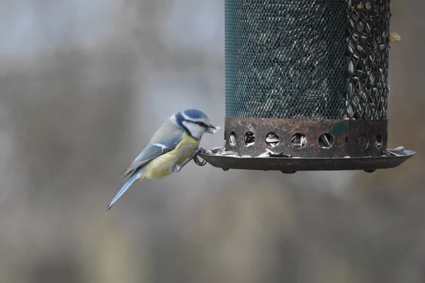 a closeup shot of a bird on a feeding tube