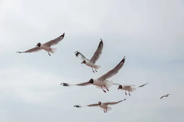 Beautiful Shot Black Headed Gulls Flying Overcast Sky — Stockfoto