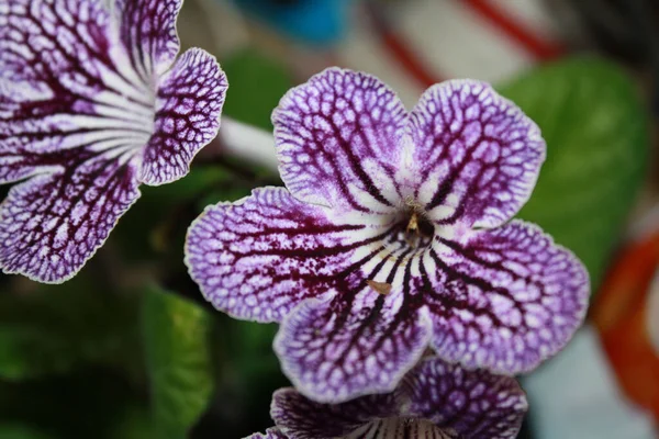 Tiro Seletivo Foco Plantas Flowering Roxas Bonitas Streptocarpus Que Crescem — Fotografia de Stock