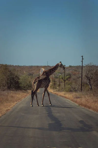 Closeup Giraffe Standing Road Safari — Foto de Stock