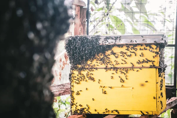 蜂は巣の外の片側に群がっている — ストック写真