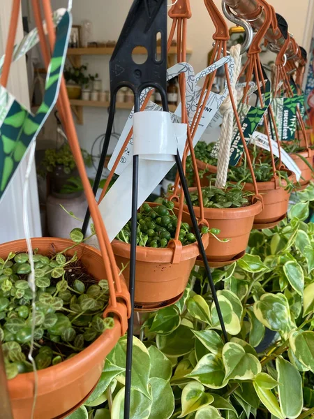 Scenic Shot Plants Brown Pots Flower Shop — Zdjęcie stockowe
