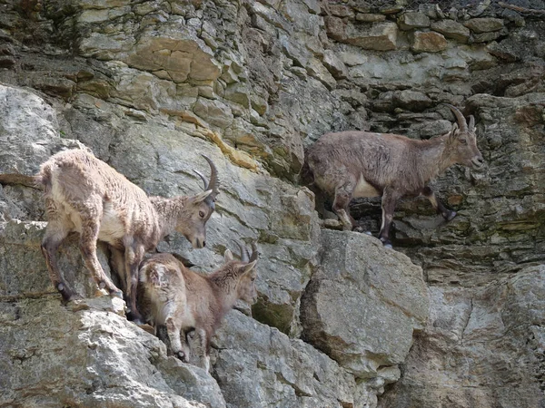 Herd Wild Alpine Ibex Goats Rocky Mountains — Φωτογραφία Αρχείου