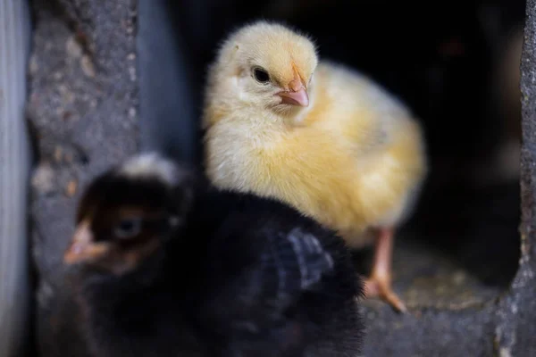 Baby Chicken Nursery Chicken Farm — Stock Photo, Image