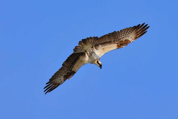 Una Vista Panoramica Osprey Che Vola Nel Cielo Blu — Foto Stock