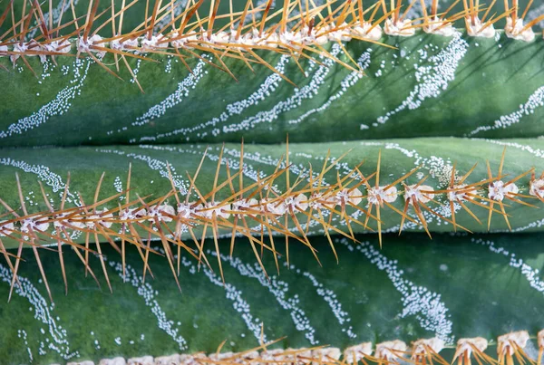Close Spikes Cactus Macro Green Tropical — Stock Photo, Image