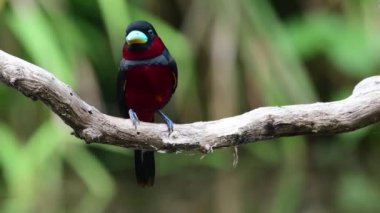Black and Red Broadbill birds collecting nest material and building a nest