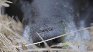 A macro closeup of the nose of a black dog on grass land
