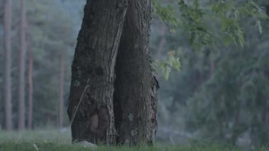 A closeup footage of the forest with trees on a rainy day in Valle di Muggio, Ticino, Switzerland