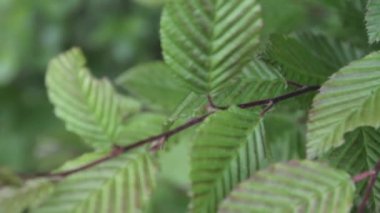 A macro closeup shot of blossom green leaves vibrating in the forest