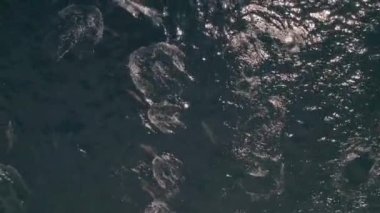 An aerial view of dolphins swimming in the wavy sea in 4K