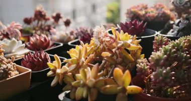 A closeup of tiny green succulent plants in pots in sunlight