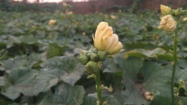 Luffa aegyptiaca, Sünger kabağı, Mısır salatalığı veya Vietnam luffası, Güney 'de yetişen ve meyveleri için yetiştirilen yıllık bir sarmaşık türüdür.