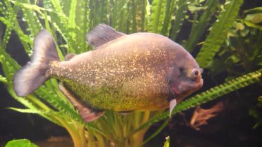 A swimming yellow piranha underwater