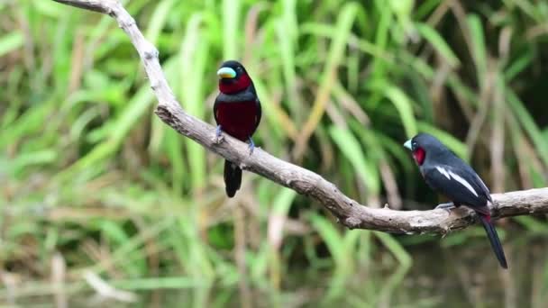 Black Red Broadbill Birds Collecting Nest Material Building Nest — Αρχείο Βίντεο