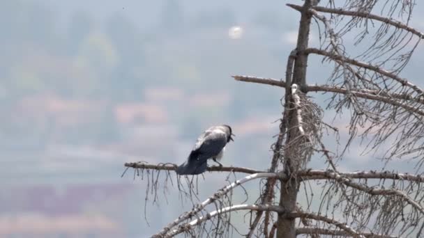 Slow Motion Corvus Cornix Bird Standing Tree Branch Blurry Background — Vídeos de Stock