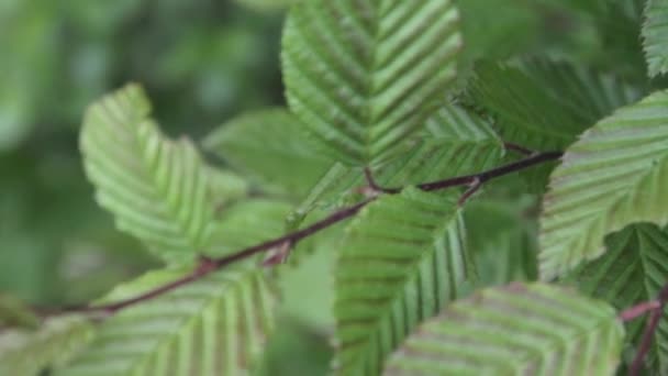 Macro Closeup Shot Blossom Green Leaves Vibrating Forest — Stok Video