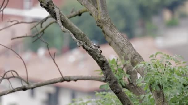 Beautiful Shot Great Spotted Woodpecker Tree Garden Daylight Blurred Background — Stok video