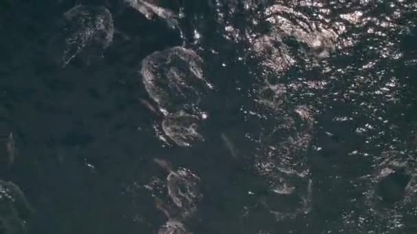 Aerial View Dolphins Swimming Wavy Sea — Video Stock