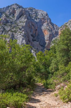 A vertical shot of footpath surrounded by trees and bushes in background of Supramonte mountains