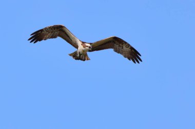 Mavi gökyüzünde uçan bir kartalın yakın çekimi.