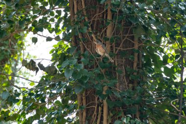 A beautiful shot of an American robin bird on Common ivy tree with green leaves in the park