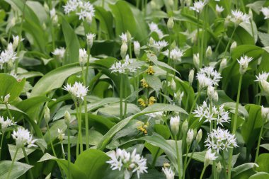 A closeup of wild garlic, Allium ursinum. Selected focus.