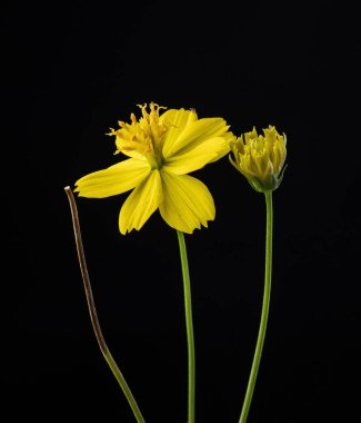 A closeup shot of yellow cosmos flowers on a black background