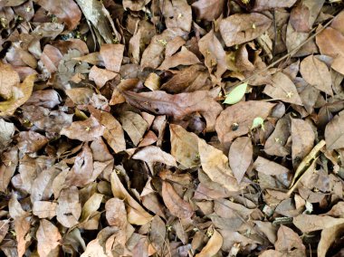 A top view of dry fallen leaves in the autumn
