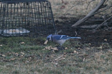 A beautiful view of cute, blue crows in the field