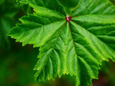 Beautiful photo of green leaf during spring