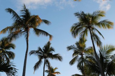 Dominik Cumhuriyeti 'nin Punta Cana kasabasında mavi gökyüzüne bakan palmiye ağaçlarının alçak açılı görüntüsü.