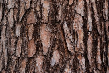 A texture of the bark of an old withered tree