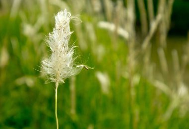 A tip of a white meadow-grasses in roadside. The white top of the grass with the green background makes the photo beautiful