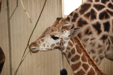 A cute baby giraffe in a barn in Willy-Dohmen Park