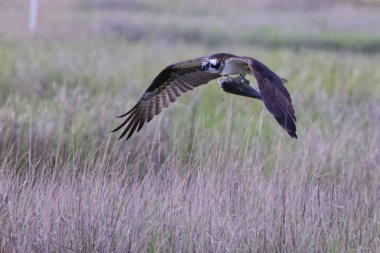 Sahanın üzerinde uçan bir Osprey manzarası