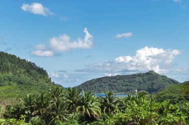 A beautiful landscape with mountains, coconut trees, and the blue sky on a tropical island in French Polynesia