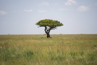 Güneşli bir günde mavi gökyüzünün altındaki bir tarlada güzel bir ağaç manzarası.