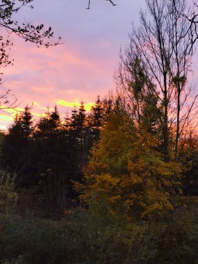 Sonbahar ormanındaki renkli ağaçların güzel manzarası.