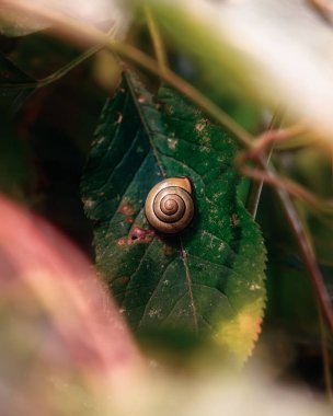 A macro of tiny forest snail on a green leaf captured through tree branches