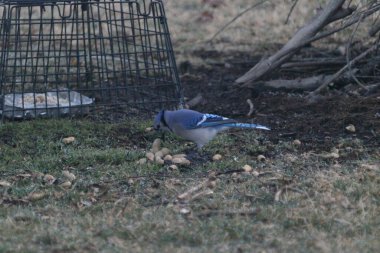 The Blue Jay eating some seeds on the green grass