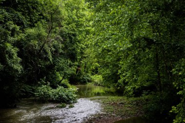 A beautiful view of a green forest and a pond looking scenic on a spring or summer day