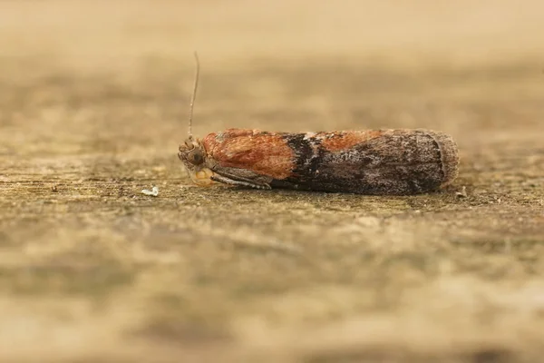 Detailed Closeup Small Sciota Adelphella Willow Knot Horn Moth Sitting — Foto Stock