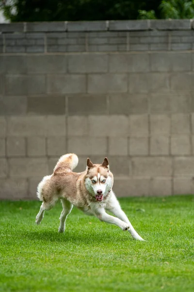 Selective Focus Shot Siberian Husky Playing Playground — Stock Photo, Image