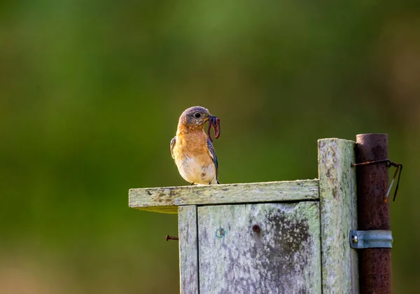 Doğu Mavisi Kuşun Yakın Çekimi Sialia Sialis Ahşap Kuş Evine — Stok fotoğraf