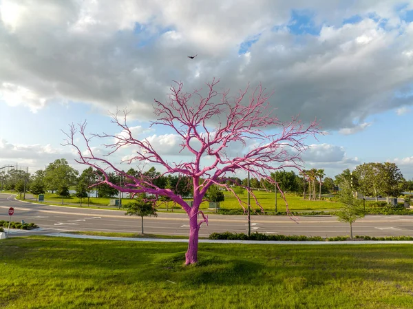 Tree Painted Pink Lake Nona Area South Orlando Florida Bird — Zdjęcie stockowe