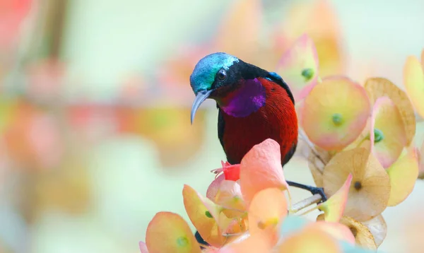 Shallow Focus Purple Throated Sunbird Sitting Flower Branch — Fotografia de Stock