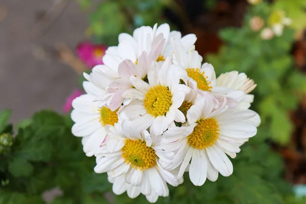 Closeup Shot Chrysanthemums Blurry Background — Stock Photo, Image