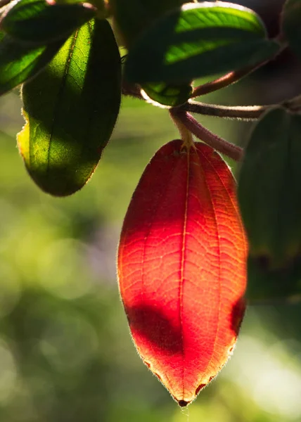 Branch Red Green Leaves Sun — Foto Stock
